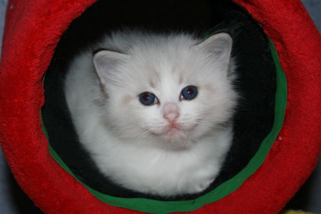 Ragdoll à Malice