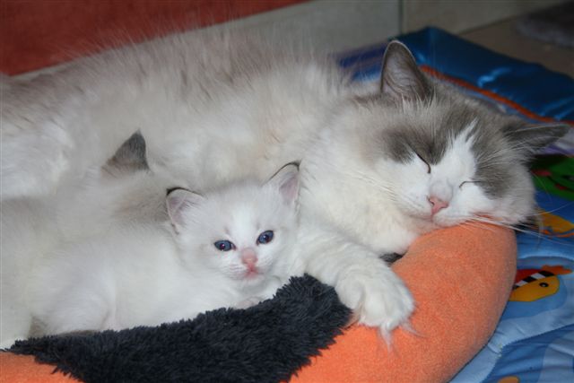 Ragdoll à Malice