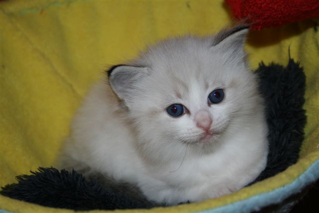 Ragdoll à Malice