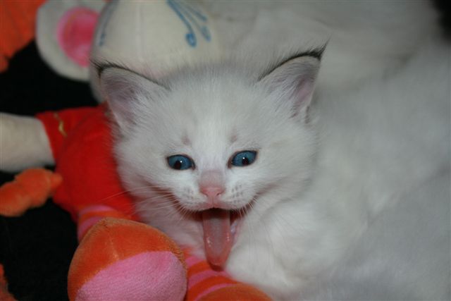Ragdoll à Malice