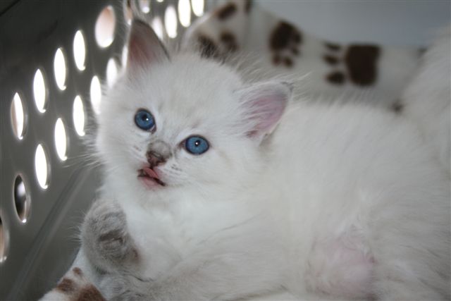 ragdoll à Malice