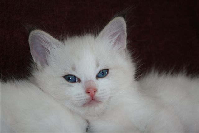 Ragdoll à Malice