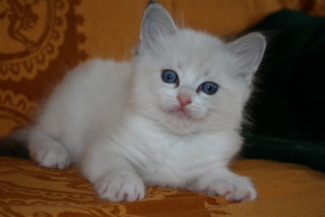 Ragdoll à Malice