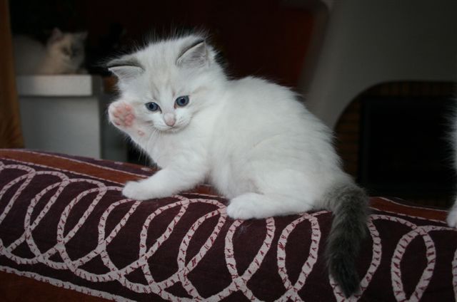 Ragdoll à Malice