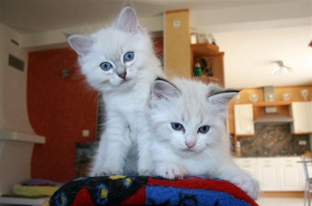 Ragdoll à Malice