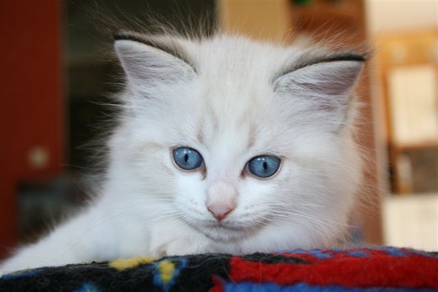 Ragdoll à Malice