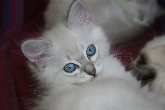 Ragdoll à Malice