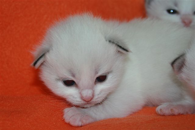 ragdoll à Malice