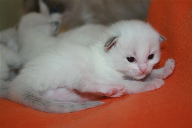 ragdoll à Malice
