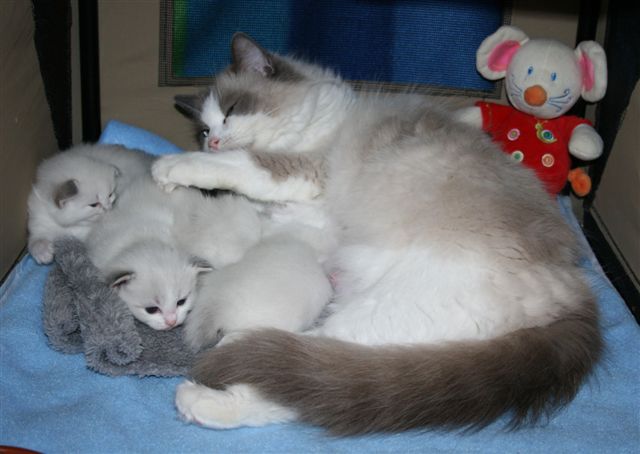 ragdoll à Malice