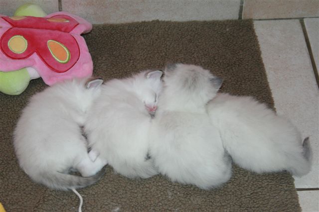 Ragdoll à Malice