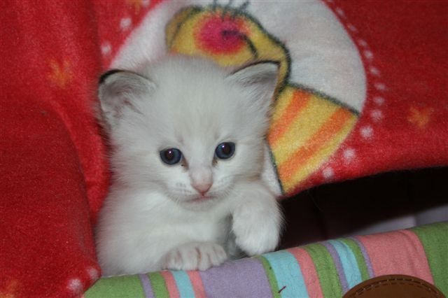 Ragdoll à Malice
