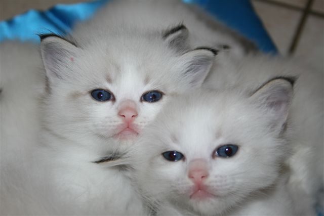 Ragdoll à Malice
