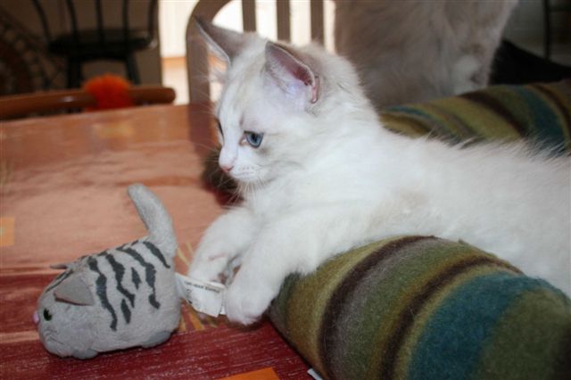 Ragdoll à Malice