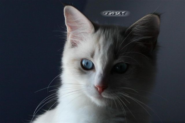 Happy Ragdoll à Malice