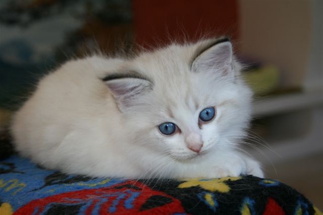Ragdoll à Malice