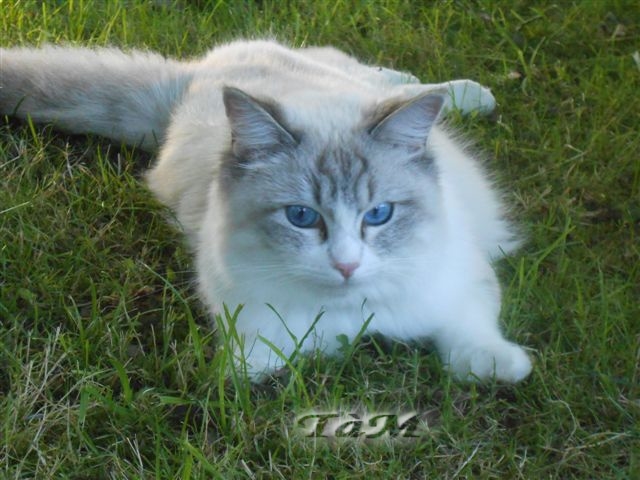 Ragdoll à Malice