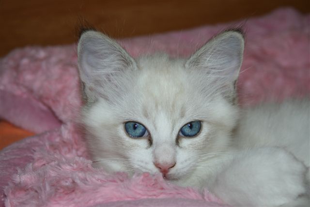 Ragdoll à Malice