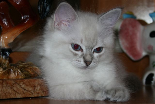 Ragdoll à Malice