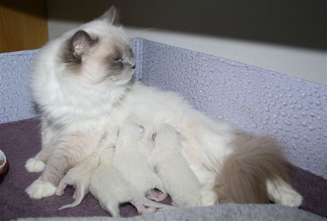 Ragdoll à malice