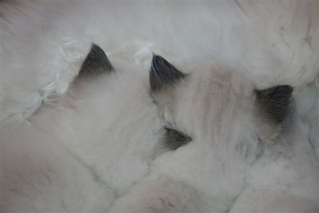 Ragdoll à malice