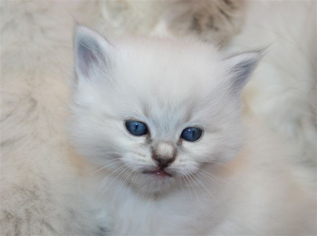 Ragdoll à malice