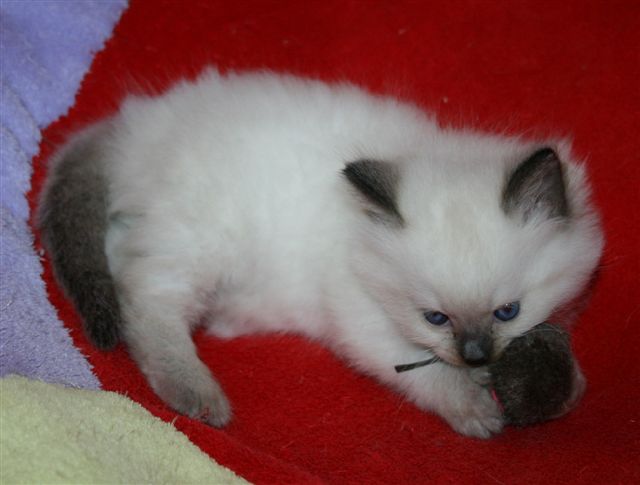 Ragdoll à Malice