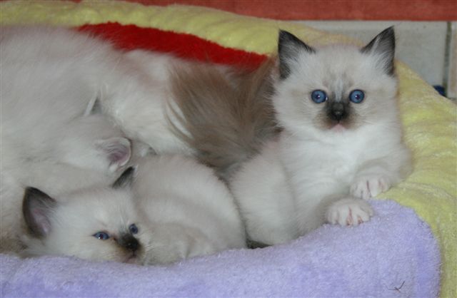Ragdoll à malice