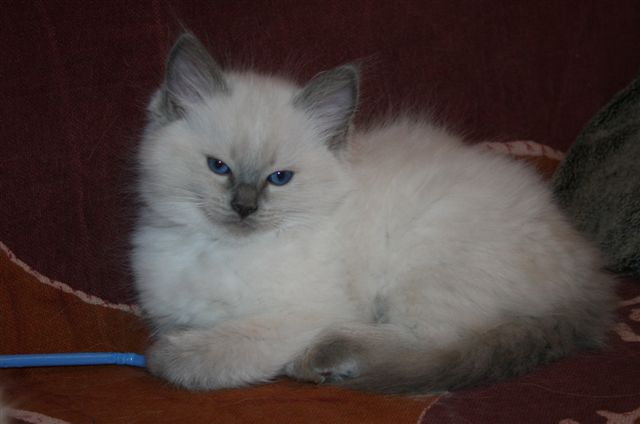 ragdoll a malice