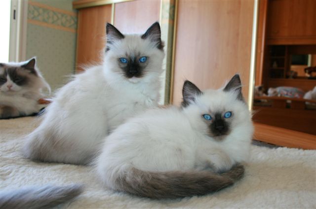 Ragdoll à Malice