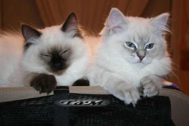 Ragdoll à Malice