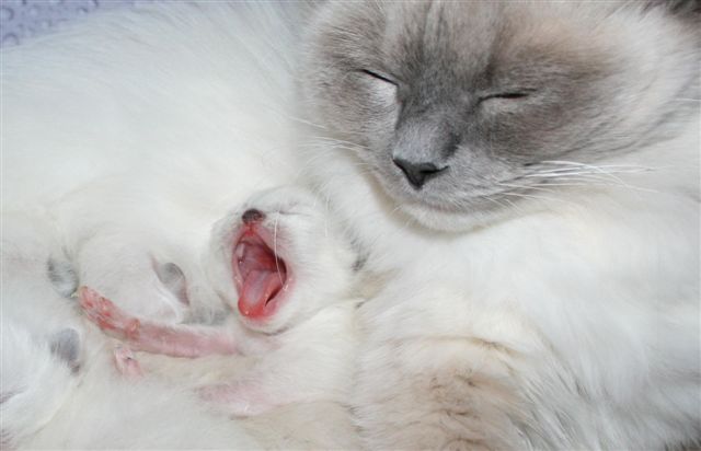 Ragdoll BB à malice