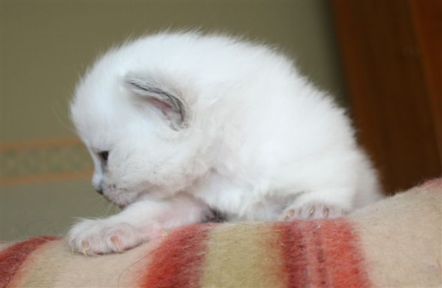 Ragdoll à malice