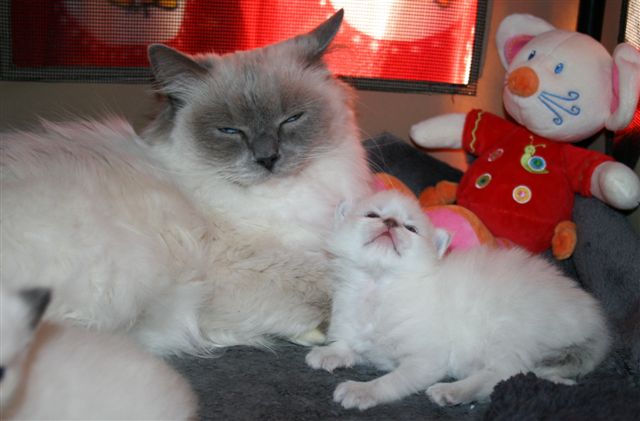 Ragdoll à malice