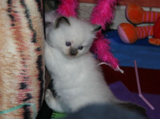 Ragdoll à malice