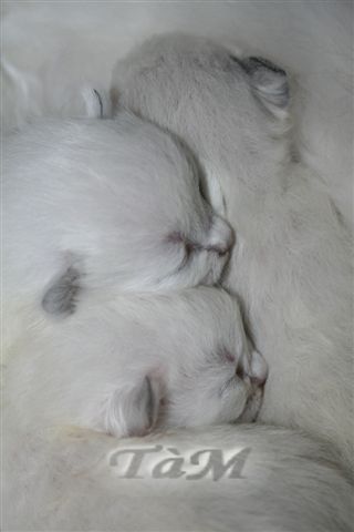 Ragdoll BB à Malice