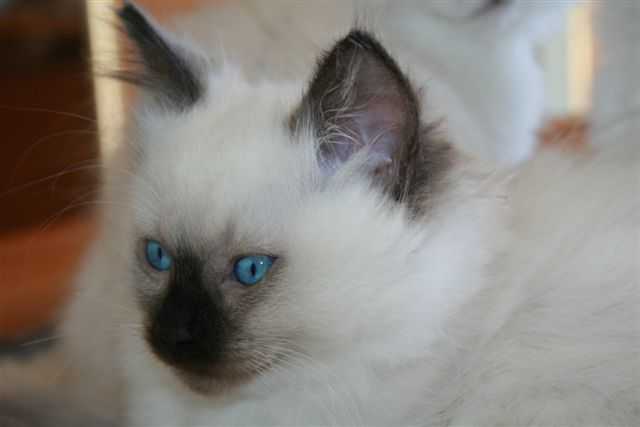 Ragdoll à Malice
