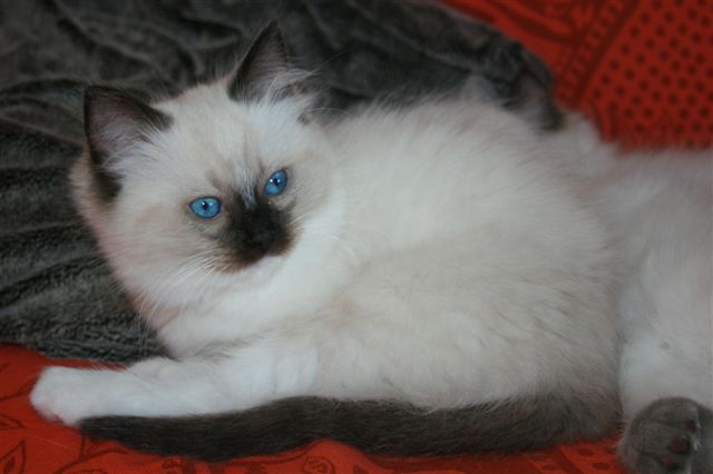 Ragdoll à Malice