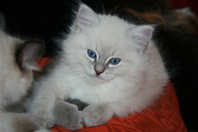 Ragdoll à Malice