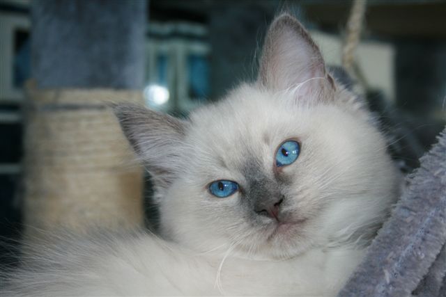 Ragdoll à Malice