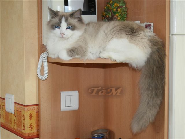 Ragdoll à Malice