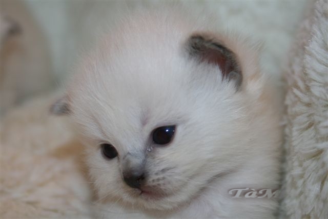 Ragdoll à Malice