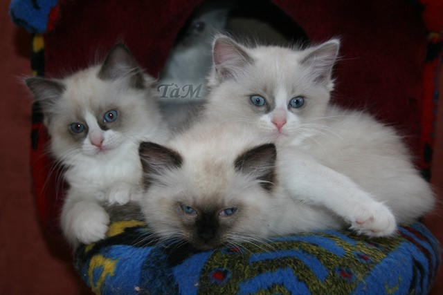 Ragdoll à Malice