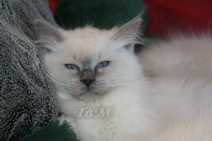 Ragdolls à Malice