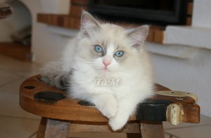 Ragdolls à Malice