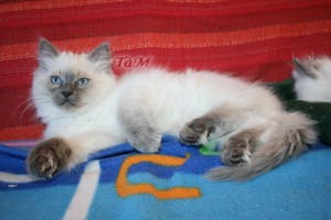 Ragdolls à Malice