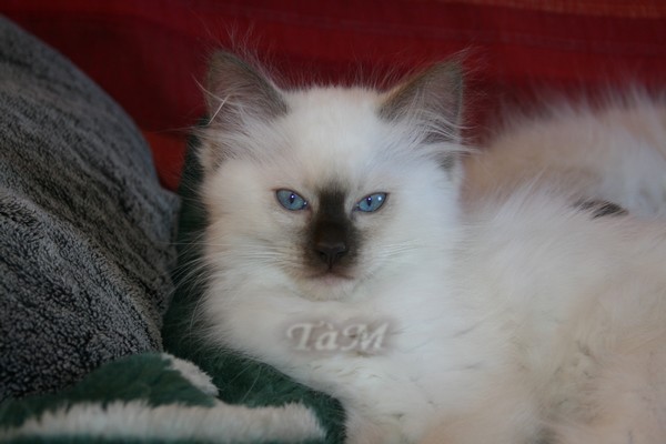 Ragdolls à Malice