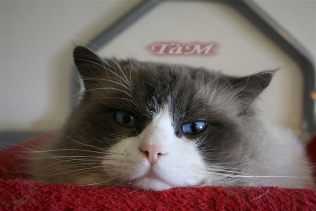 Ragdoll à Malice