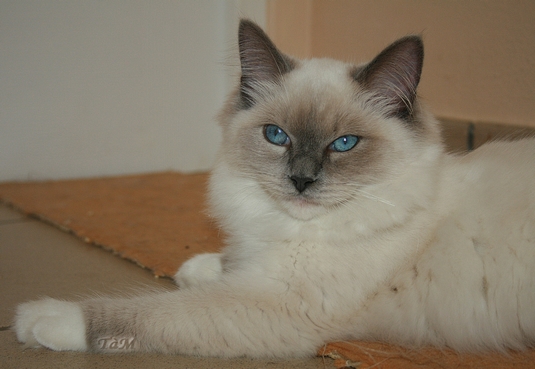 Diva Doline