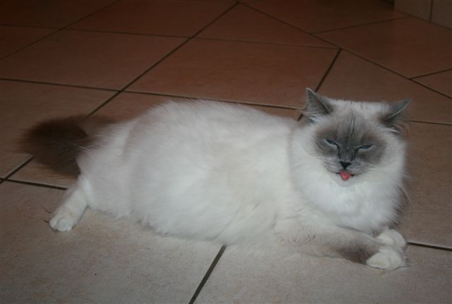 Ragdoll BB à Malice